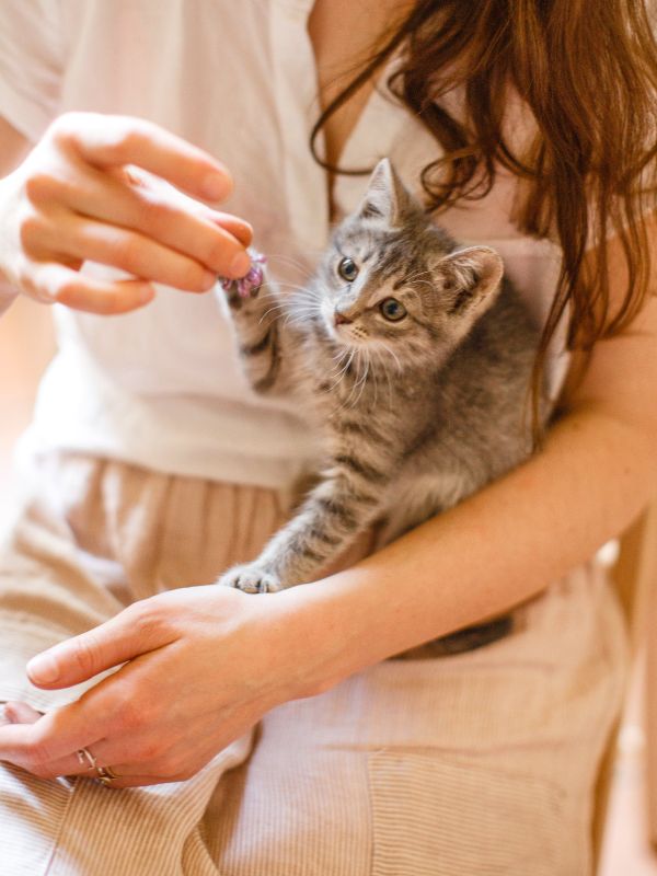 Woman playing with a kitten sitting comfortably on her lap