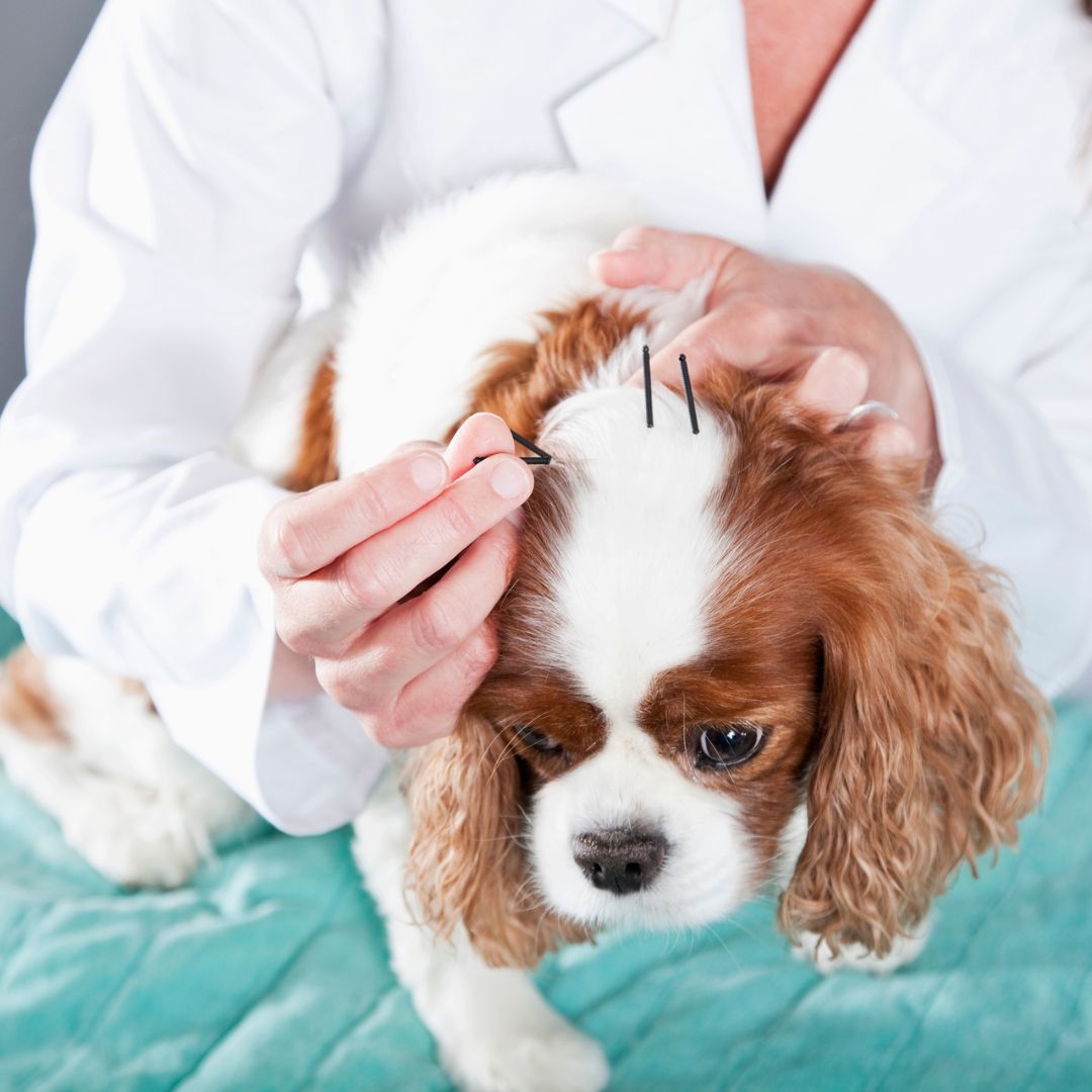 Vet treating dog with acupuncture