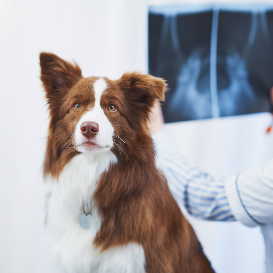 dog at the vet with an X-ray in the background