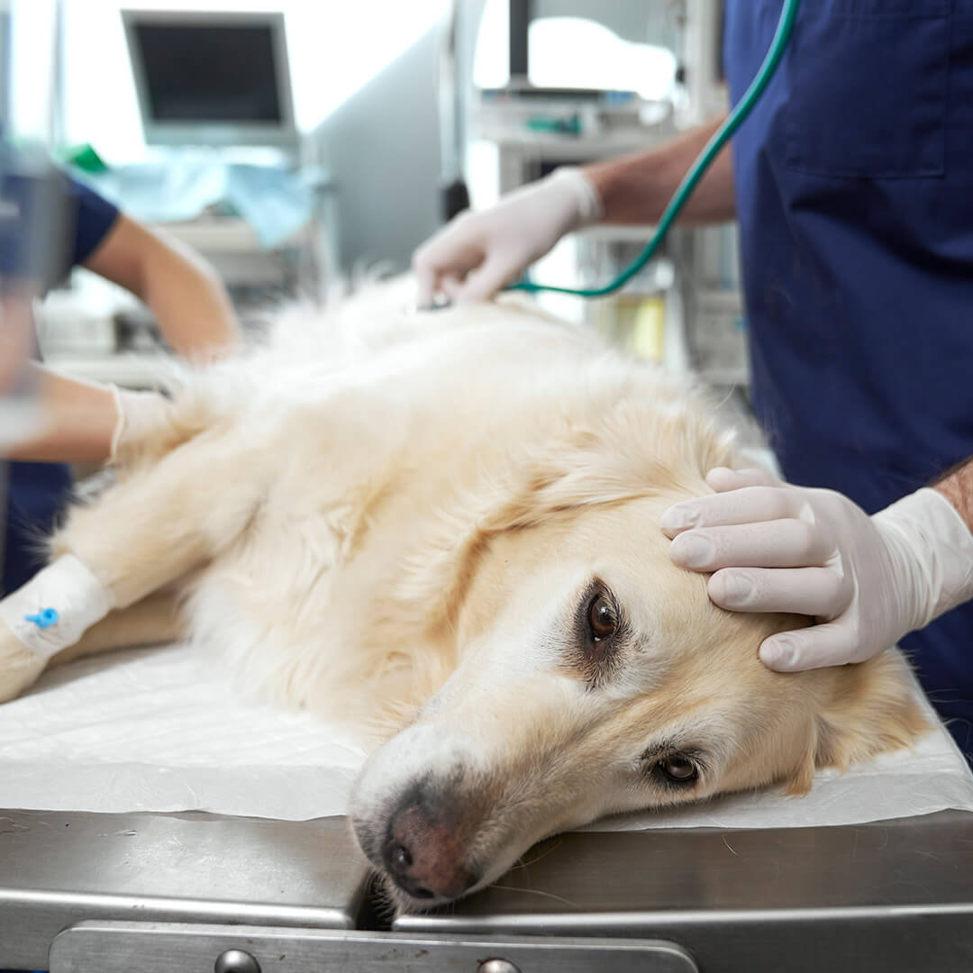 Veterinarian using a stethoscope to examine a puppy