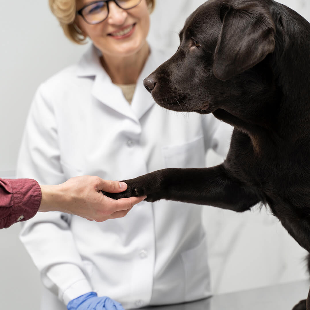 Dog giving paw to vet