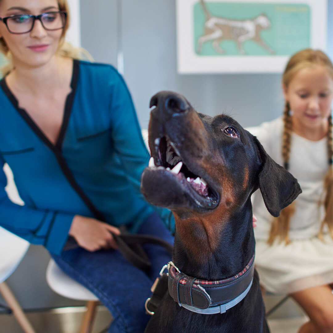 happy dog with owner during wellness visit