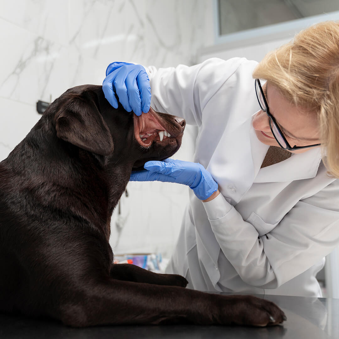 Veterinarian checking a chocolate Labrador's teeth