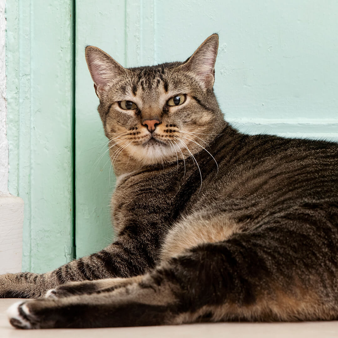 Tabby cat lying in front of a light blue door