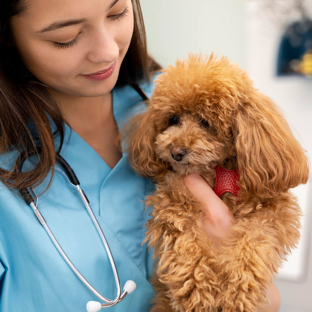 Veterinarian in blue scrubs holding a toy poodle