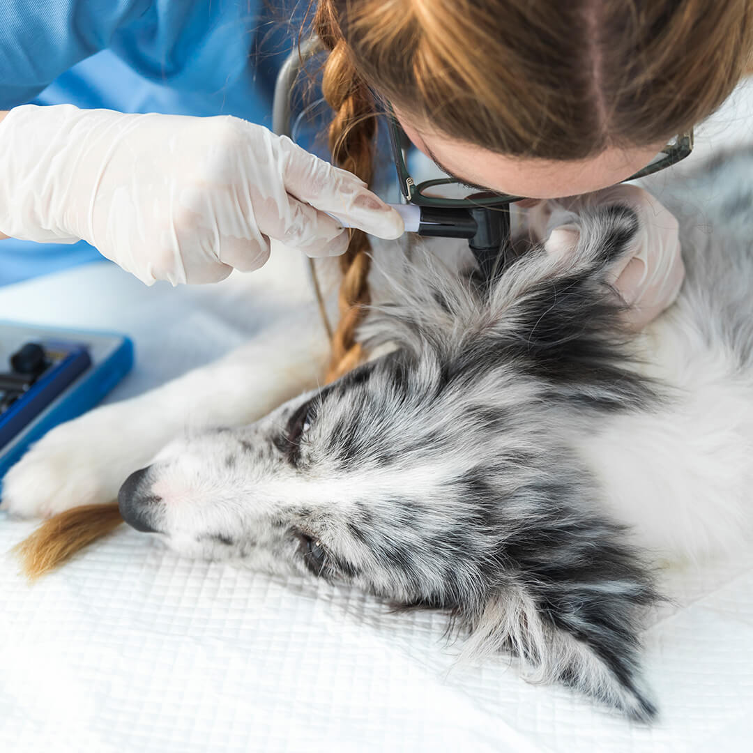 Veterinarian examining a dog's ear with an otoscope