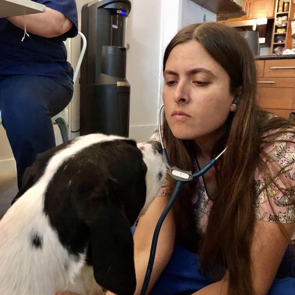 veterinarian checking puppy during preventive visit