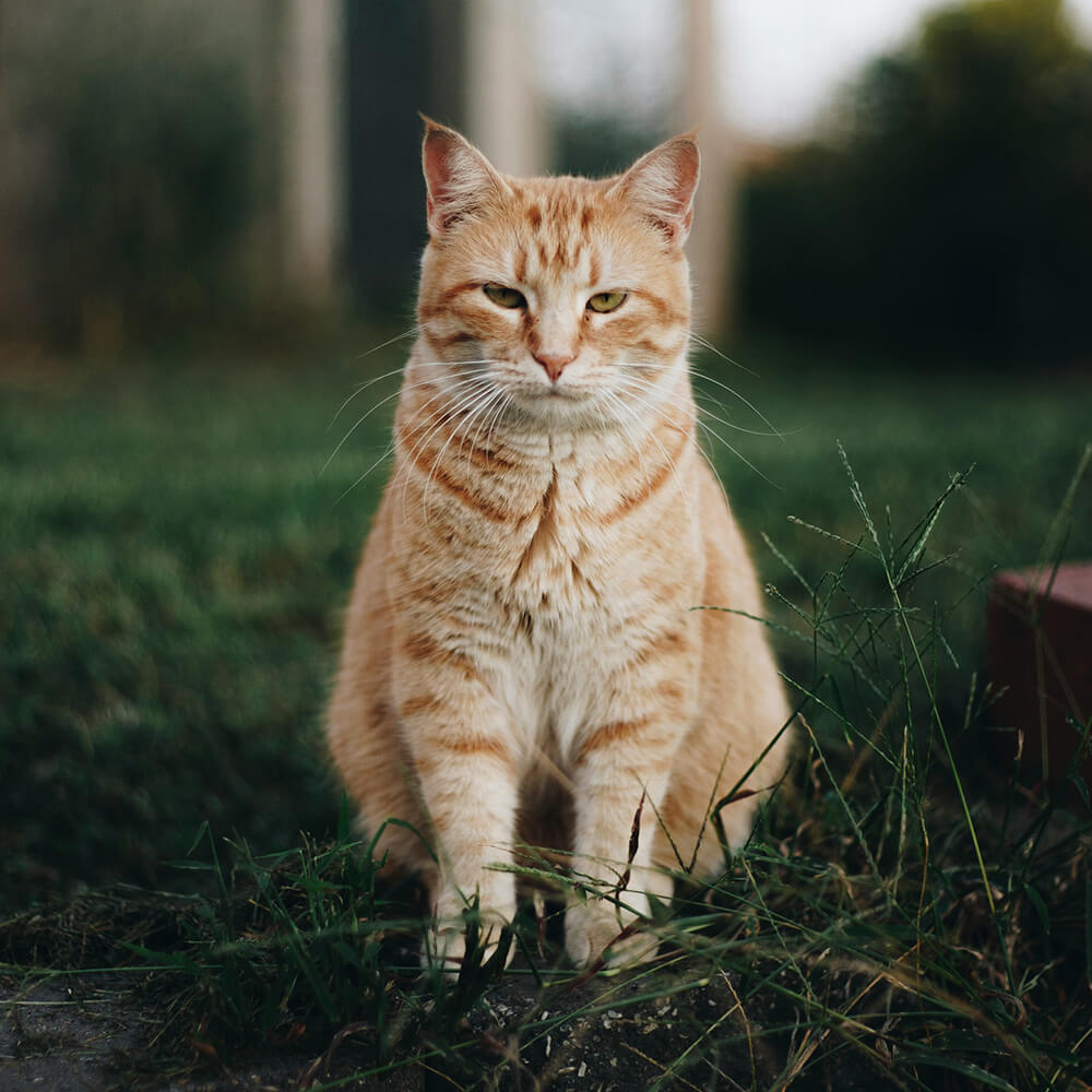 Ginger tabby cat sitting in a grassy field
