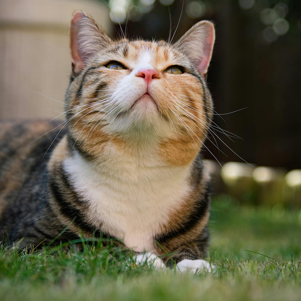 Tabby cat looking up in green grass