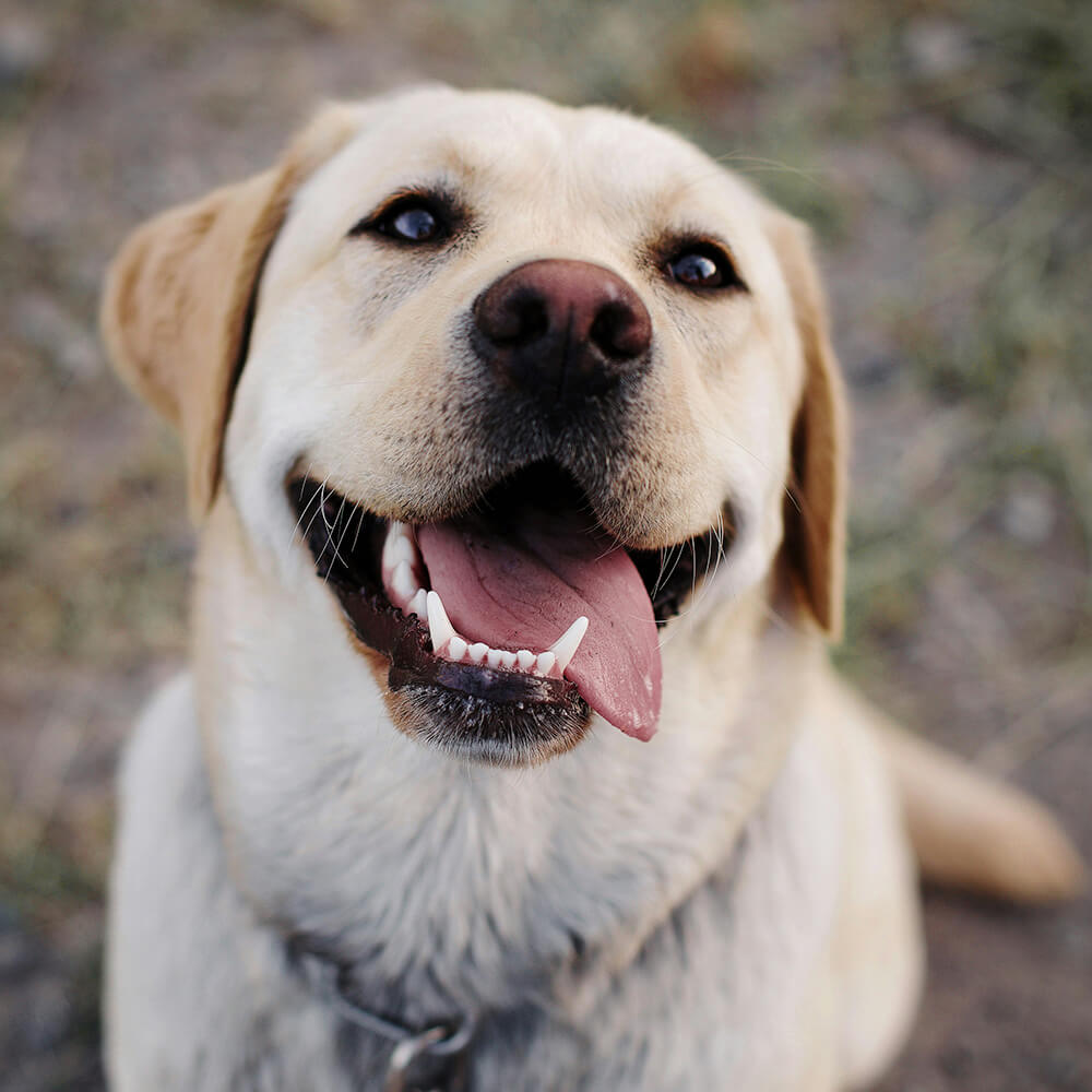 Smiling yellow Labrador dog looking up