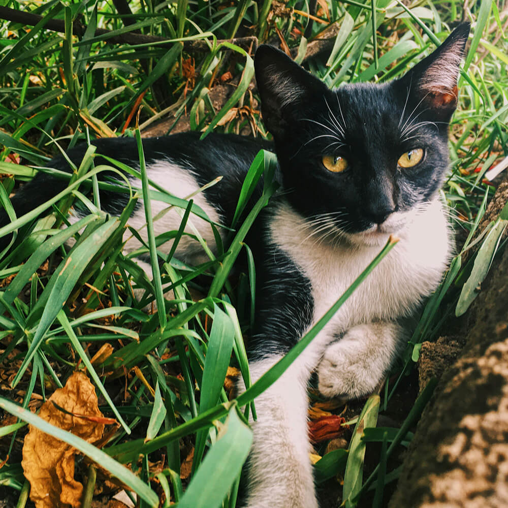 Black and white tuxedo cat lying in tall grass