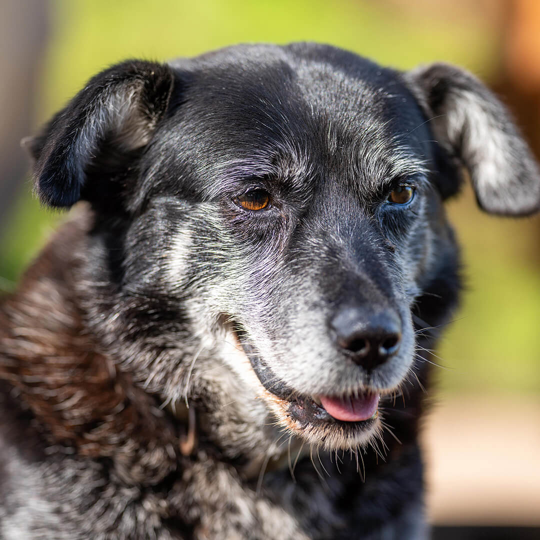 Close-up of a senior black dog with a graying face