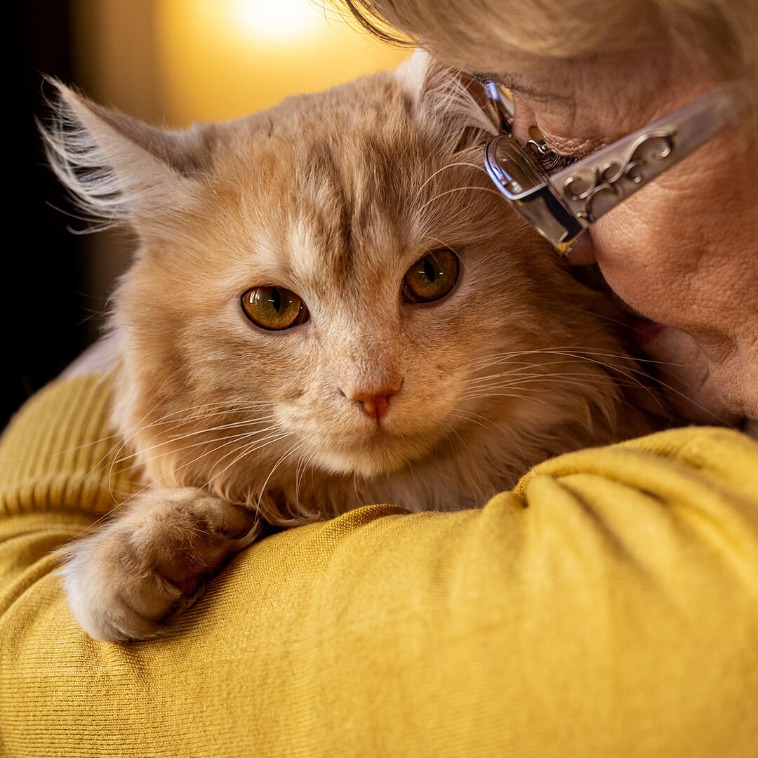 Fluffy ginger cat being held by an older woman