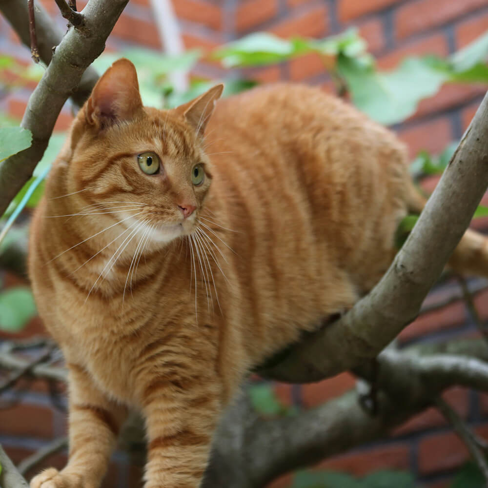 cat looking relaxed outside in a tree