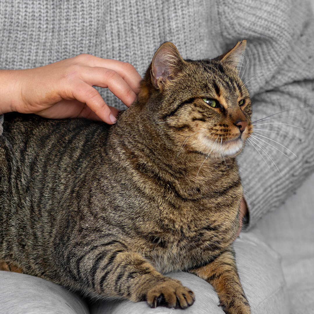 Person petting a tabby cat on their lap