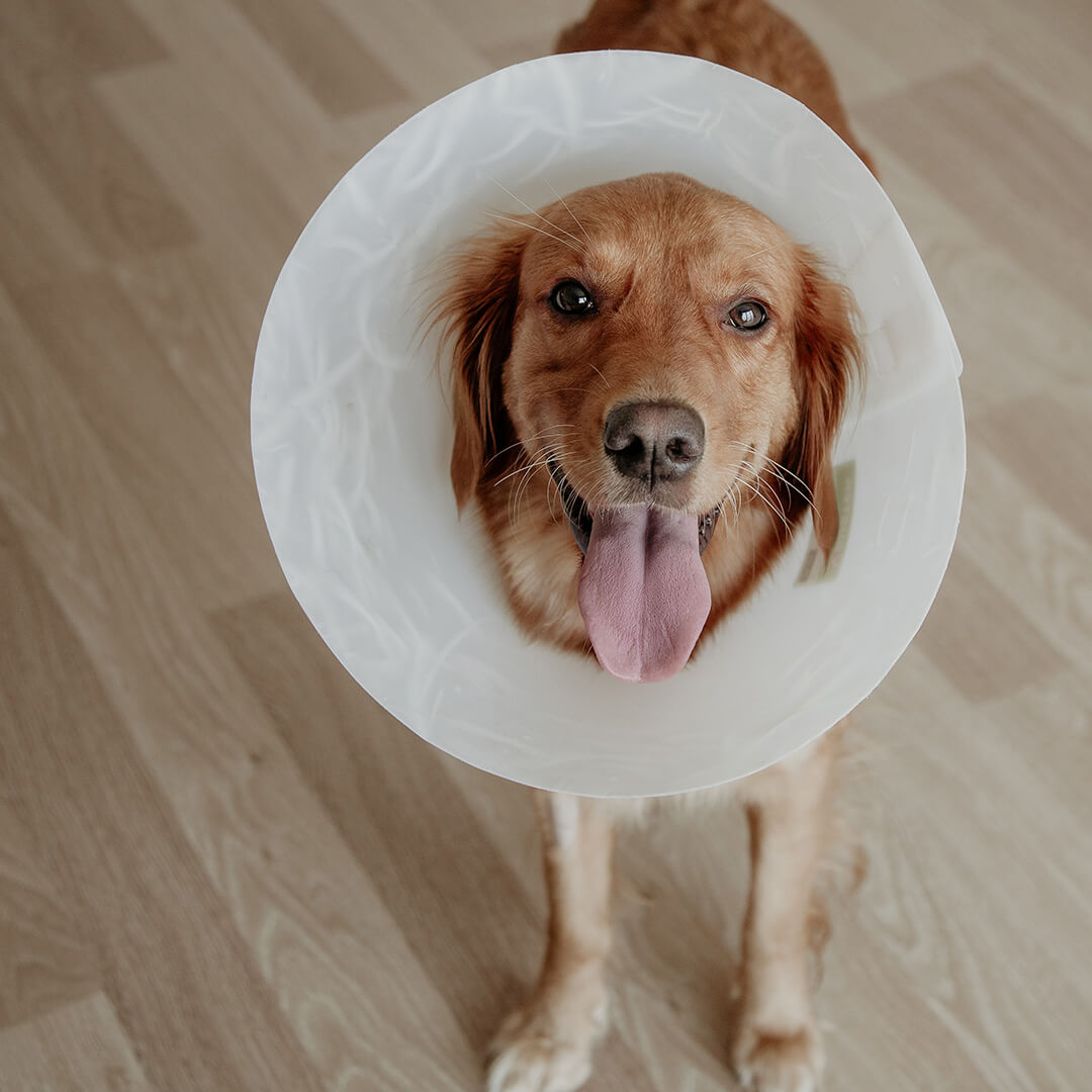 Golden Retriever wearing a plastic recovery cone