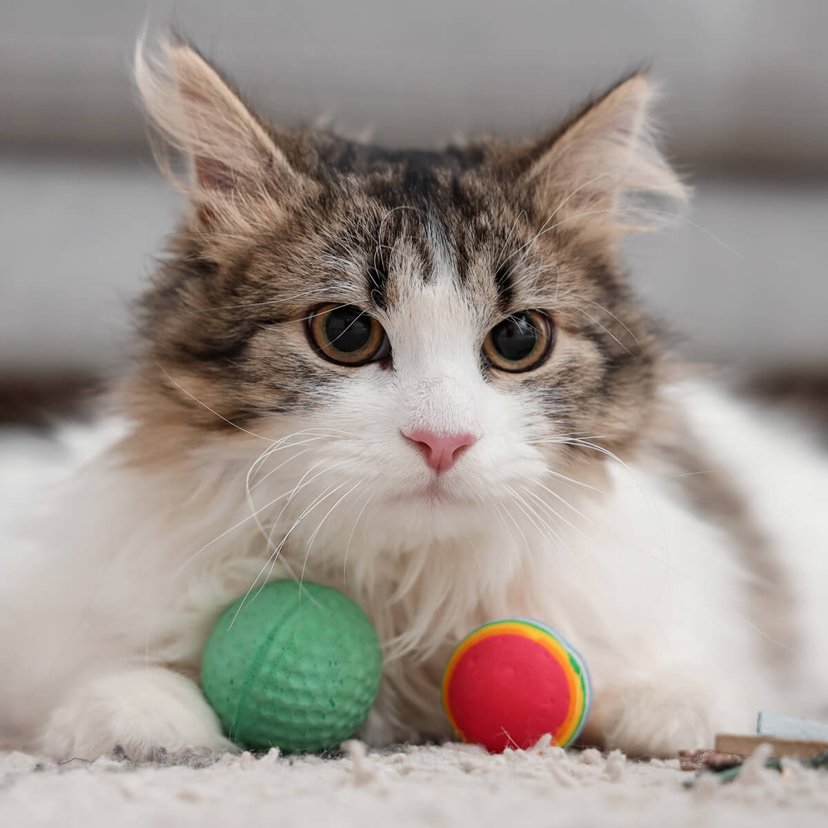 cat lying with two toy balls