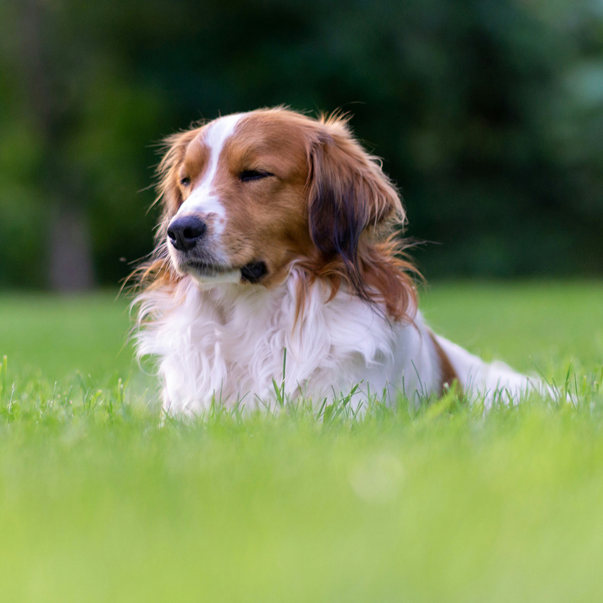 Happy dog outside in the grass