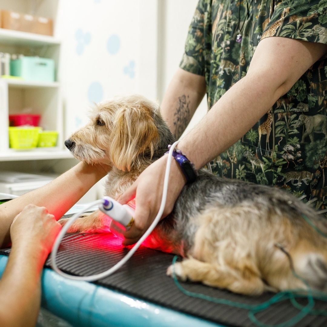 Dog having laser therapy