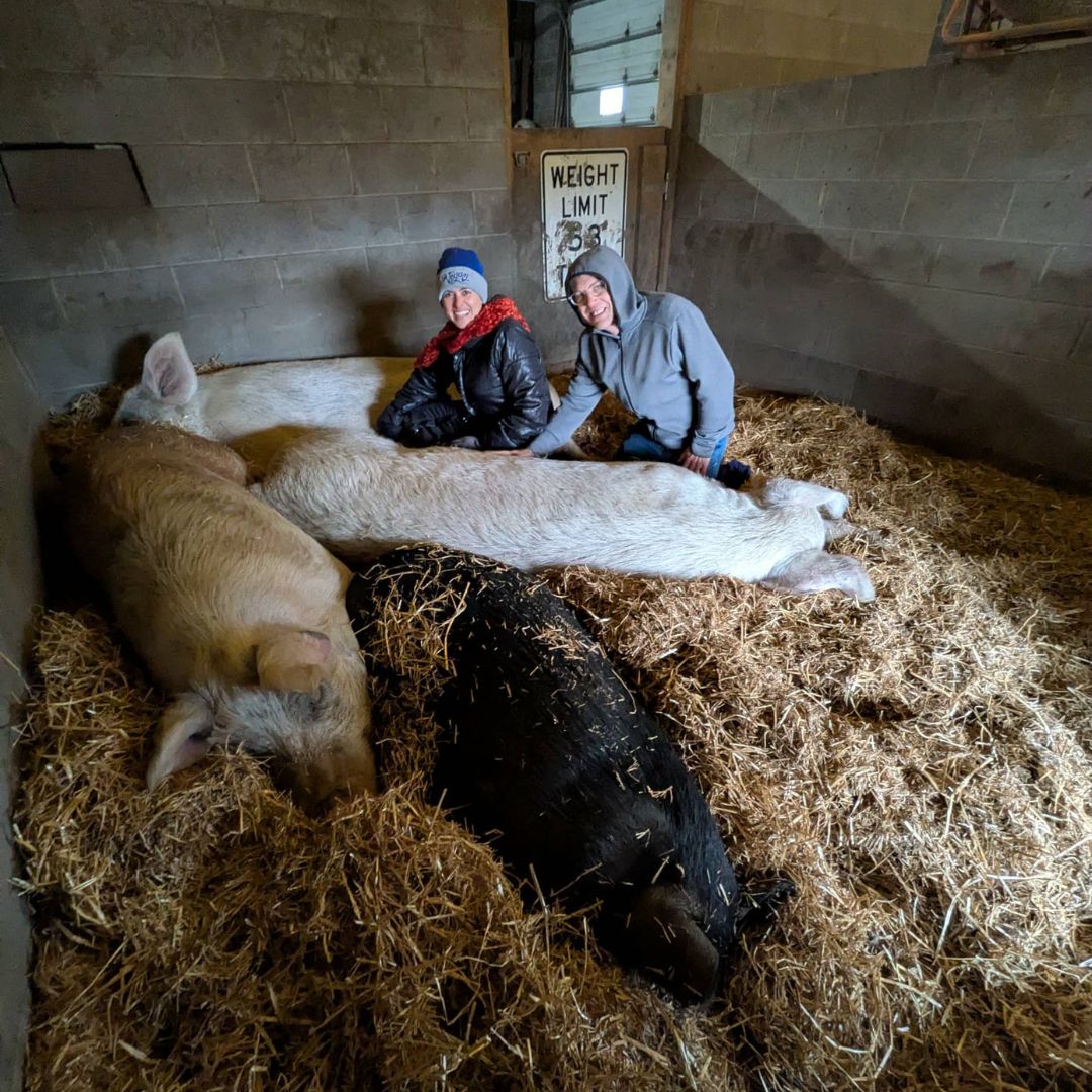 Vince Tucker and Dr. May sitting with pigs