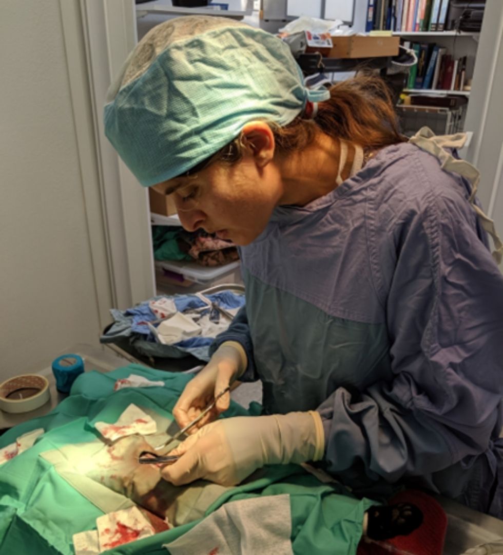 Dr. May performing veterinary surgery in blue scrubs