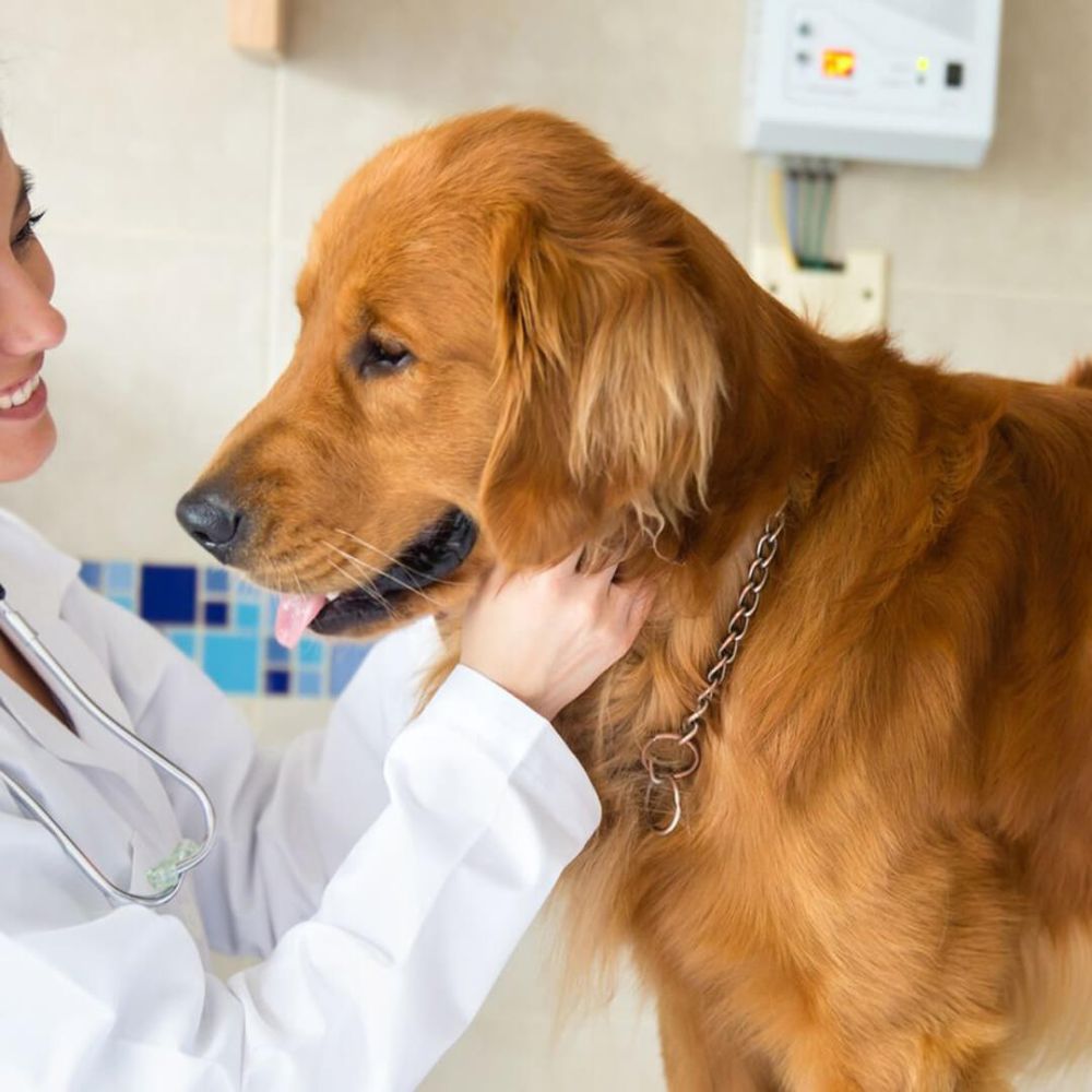 Smiling woman hugging a Vizsla dog in a park